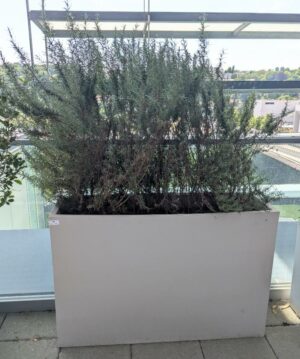 Jardinière rectangulaire de marque VONDOM en polyéthylène gris clair. 80 x 120 x 30 cm. Vendu avec sa plante naturelle (romarin). Localisation : 7ème terrasse. (Attention très lourd)