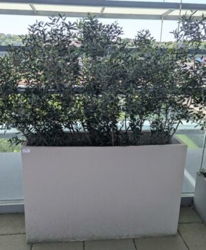 Jardinière rectangulaire de marque VONDOM en polyéthylène gris clair. 80 x 120 x 30 cm. Vendu avec sa plante naturelle. Localisation : 7ème terrasse. (Attention très lourd)