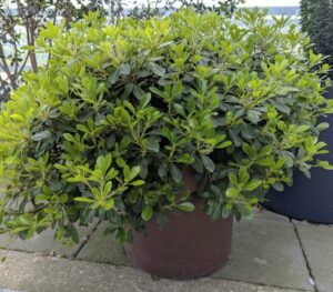 Jardinière ronde de marque VONDOM en polyéthylène bordeaux. 40 x 40 cm. Vendu avec sa plante naturelle. Localisation : 7ème terrasse. (Attention très lourd)
