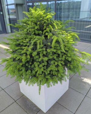 Jardinière carrée de marque VONDOM en polyéthylène gris clair. 60 x 60 x 60 cm. Vendu avec sa plante naturelle. Localisation : 7ème terrasse. (Attention très lourd)