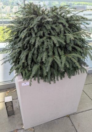 Jardinière carrée de marque VONDOM en polyéthylène gris clair. 60 x 60 x 60 cm. Vendu avec sa plante naturelle (sapin). Localisation : 7ème terrasse. (Attention très lourd)