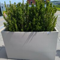 Jardinière rectangulaire de marque VONDOM en polyéthylène gris clair. 80 x 120 x 30 cm. Vendu avec sa plante naturelle. 4 unités. Vendu à l'unité avec faculté de réunion. Localisation : 7ème terrasse. (Attention très lourd) – Image 3