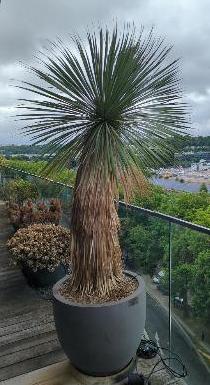 Palmier naturel dans un pot rond en pierre composite beige. Dimension pot : 60 x 70 cm.  Hauteur avec plante : 220 cm. Localisation : 7 ouest balcon