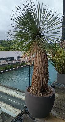 Palmier naturel dans un pot rond en pierre composite beige. Dimension pot : 60 x 70 cm.  Hauteur avec plante : 220 cm. Localisation : 7 ouest balcon