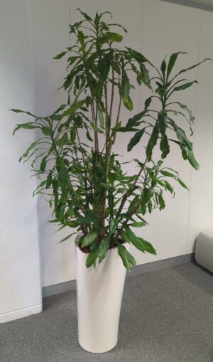 Plante naturelle dans son pot de marque Leschuza en plastique blanc. Dimension pot : 76 x 40 x 40. Hauteur avec plante : 210 cm. Localisation : 7 ouest