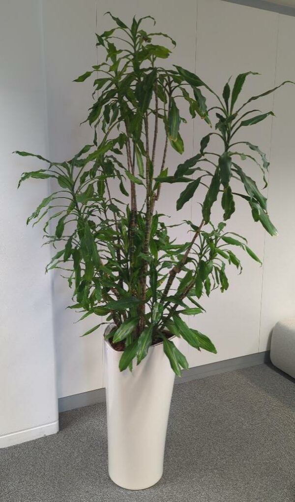 Plante naturelle dans son pot de marque Leschuza en plastique blanc. Dimension pot : 76 x 40 x 40. Hauteur avec plante : 210 cm. Localisation : 7 ouest