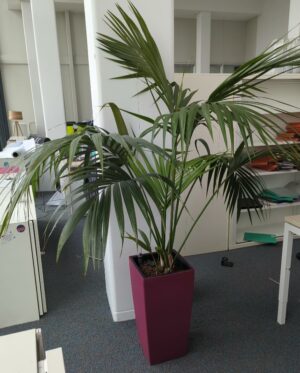 Plante naturelle dans un pot de marque Leschuza en plastique fuchsia. Dimension pot : 56 x 29 x 29 cm. Hauteur avec plante : 185 cm. Localisation : 7 ouest