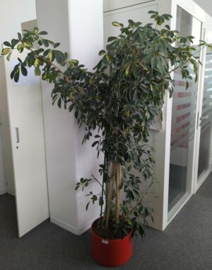 Plante naturelle dans son pot rond en plastique rouge. Dimension pot: 25 x 36 cm. Hauteur avec plante : 195 cm. Localisation : 7 ouest