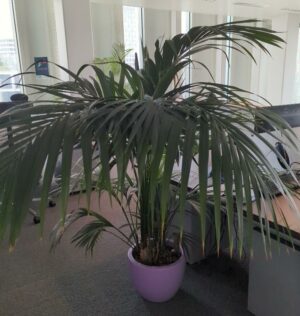 Plante naturelle dans un pot rond de marque Elho en plastique mauve. Dimension pot : 29 x 39 cm. Hauteur avec plante : 170 cm. Localisation : 7 ouest mezzanine