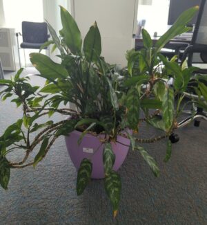 Plante naturelle dans un pot rond de marque Elho en plastique mauve. Dimension pot : 29 x 39 cm. Hauteur avec plante : 75 cm. Localisation : 7 ouest mezzanine