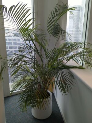 Plante naturelle dans un pot rond de marque Elho en plastique blanc. Dimension pot : 40 x 40 cm. Hauteur avec plante : 190 cm. Localisation : 7 ouest mezzanine