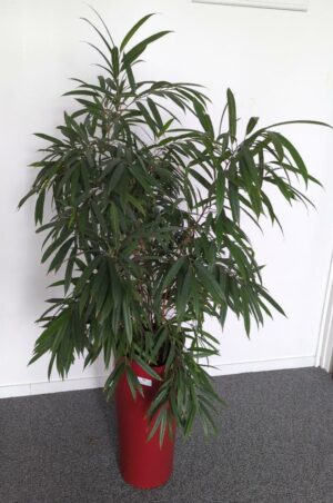 Plante naturelle dans un pot de marque Leschuza en plastique bordeaux. Dimension pot : 56 x 29 cm. Hauteur avec plante : 160 cm. Localisation :  7 ouest mezzanine