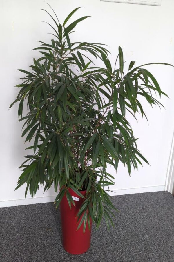 Plante naturelle dans un pot de marque Leschuza en plastique bordeaux. Dimension pot : 56 x 29 cm. Hauteur avec plante : 160 cm. Localisation :  7 ouest mezzanine