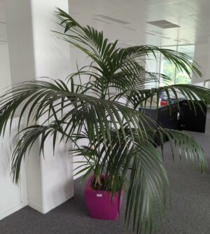 Plante naturelle dans un pot carré de marque Elho en plastique fuchsia. Dimension pot : 33 x 37 x 37 cm. Hauteur avec plante : 190 cm. Localisation : 7 ouest mezzanine