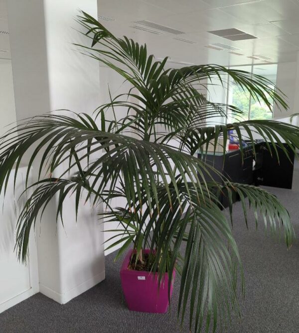 Plante naturelle dans un pot carré de marque Elho en plastique fuchsia. Dimension pot : 33 x 37 x 37 cm. Hauteur avec plante : 190 cm. Localisation : 7 ouest mezzanine