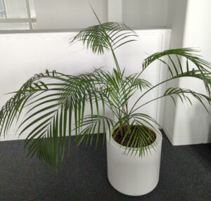 Plante naturelle dans un pot rond de marque Elho en plastique blanc. Dimension pot : 39 x 39 cm. Hauteur avec plante : 120 cm. Localisation : 7 ouest mezzanine