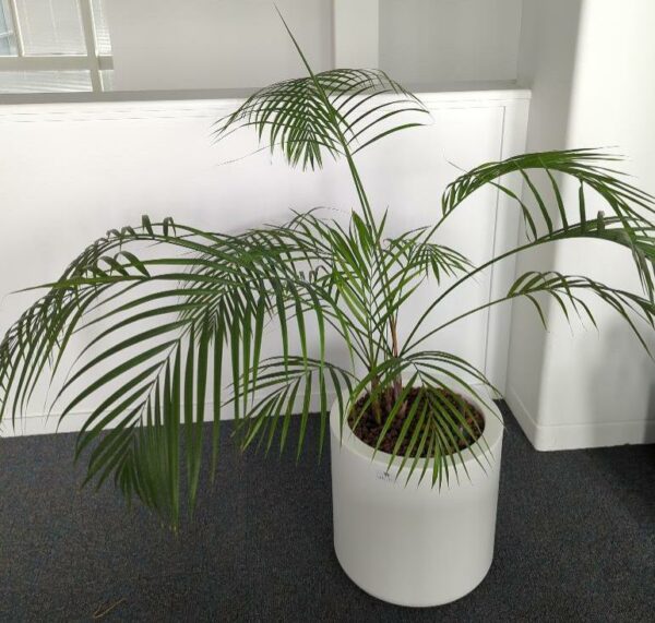Plante naturelle dans un pot rond de marque Elho en plastique blanc. Dimension pot : 39 x 39 cm. Hauteur avec plante : 120 cm. Localisation : 7 ouest mezzanine