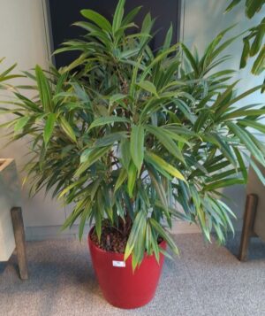 Plante naturelle dans un pot rond de marque Leschuza en plastique rouge. Dimension pot : 32 x 36 cm. Hauteur avec plante : 113 cm. Localisation : 7 est