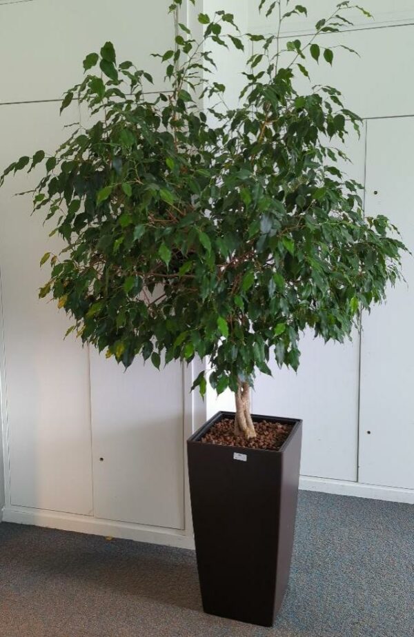 Plante naturelle dans un pot rectangulaire de marque Leschuza en plastique marron foncé. Dimension pot : 75 x 39 x 39 cm. Hauteur avec plante : 230 cm. Localisation : 7 est