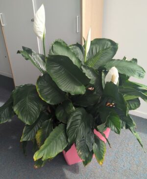 Plante naturelle dans un pot carré en plastique rose. Dimension pot : 42 x 43 cm. Hauteur avec plante : 128 cm. Localisation : 7 est