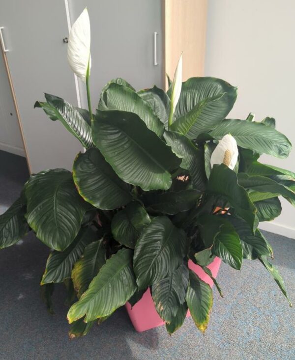 Plante naturelle dans un pot carré en plastique rose. Dimension pot : 42 x 43 cm. Hauteur avec plante : 128 cm. Localisation : 7 est