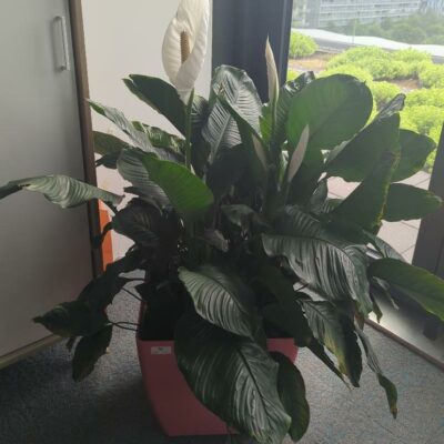 Plante naturelle dans un pot carré en plastique rose. Dimension pot : 42 x 43 cm. Hauteur avec plante : 128 cm. Localisation : 7 est