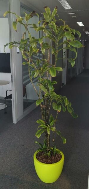 Plante naturelle dans un pot de marque Elho en plastique vert pomme. Dimension pot : 30 x 39 cm. Hauteur avec plante : 200 cm. Localisation : 6 est