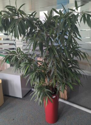 Plante naturelle dans un pot de marque Leschuza en plastique rouge. Dimension pot : 56 x 29 cm. Hauteur avec plante : 175 cm. Localisation : 6 est