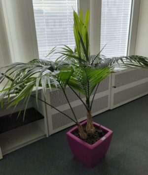 Plante naturelle dans un pot de marque Elho en plastique fuchsia. Dimension pot : 33 x 38 cm. Hauteur avec plante : 125 cm. Localisation : 6 est