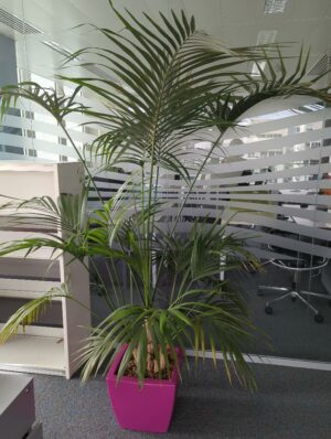 Plante naturelle dans un pot de marque Elho en plastique fuchsia. Dimension pot : 33 x 38 cm. Hauteur avec plante : 190 cm. Localisation : 6 est