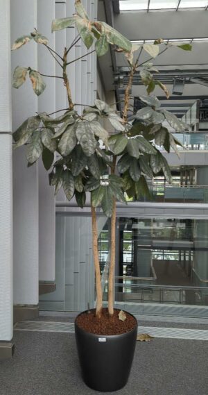 Plante naturelle dans un pot rond de marque Leschuza en plastique anthracite. Dimension pot : 46 x 49 cm. Hauteur avec plante : 230 cm. Localisation : 6ème passerelle