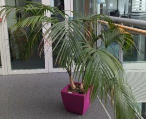 Plante naturelle dans un pot carré de marque Elho en plastique fuchsia. Dimension pot : 33 x 37 cm. Hauteur avec plante : 150 cm. Localisation : 6ème passerelle
