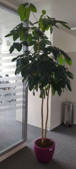 Plante naturelle dans un pot rond de marque Elho en plastique fuchsia. Dimension pot : 30 x 39 cm. Hauteur avec plante : 250 cm. Localisation : 6 ouest