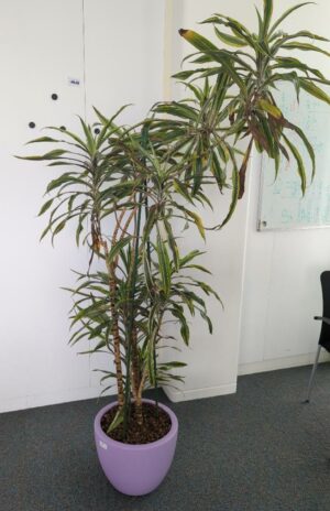 Plante naturelle dans un pot rond de marque Elho en plastique mauve. Dimension pot : 29 x 39 cm. Hauteur avec plante : 190 cm. Localisation : 6 ouest