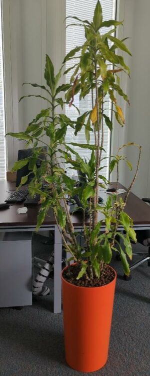 Plante naturelle dans un pot rond en plastique orange. Dimension pot : 56 x 33 cm. Hauteur avec plante : 190 cm. Localisation : 6 ouest
