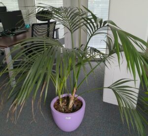Plante naturelle dans un pot rond de marque Elho en plastique mauve. Dimension pot : 29 x 39 cm. Hauteur avec plante : 140 cm. Localisation : 6 ouest