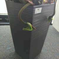 Plante naturelle dans un pot rectangulaire en plastique anthracite à reliefs. Dimension pot : 47 x 24 x 24 cm. Hauteur avec plante : 125 cm. Localisation : 6 ouest – Image 2