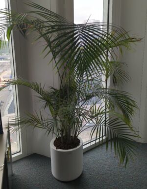 Plante naturelle dans un pot rond de marque Elho en plastique blanc. Dimension pot : 39 x 39 cm. Hauteur avec plante : 180 cm. Localisation : 6 ouest