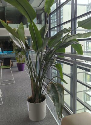 Plante naturelle dans un pot rond en plastique gris clair. Dimension pot : 39 x 40 cm. Hauteur avec plante : 220 cm. Localisation : 5ème passerelle