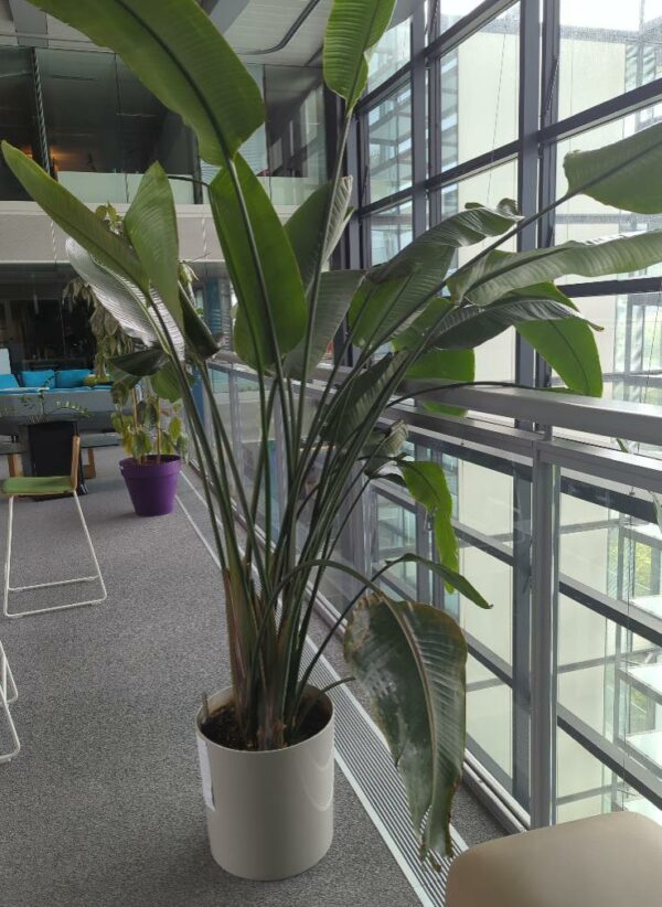 Plante naturelle dans un pot rond en plastique gris clair. Dimension pot : 39 x 40 cm. Hauteur avec plante : 220 cm. Localisation : 5ème passerelle