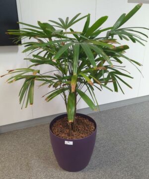Plante naturelle dans un pot rond de marque Leschuza en plastique violet. Dimension pot : 32 x 34 cm. Hauteur avec plante : 100 cm. Localisation : 5 ouest