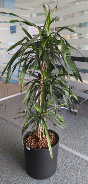 Plante naturelle dans un pot rond en plastique noir. Dimension pot : 40 x 40 cm. Hauteur avec plante : 170 cm. Localisation : 5 ouest