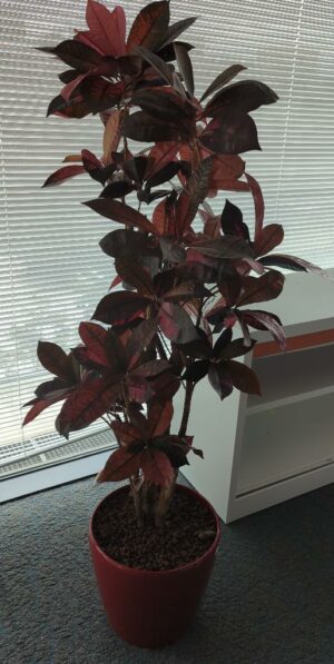 Plante naturelle dans un pot rond de marque Leschuza en plastique rouge. Dimension pot : 33 x 35 cm. Hauteur avec plante : 160 cm. Localisation : 5 ouest