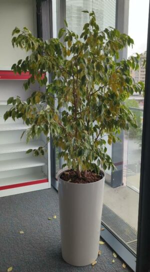 Plante naturelle dans un pot rond en plastique blanc. Dimension pot : 75 x 40 cm. Hauteur avec plante : 200 cm. Localisation : 5 ouest