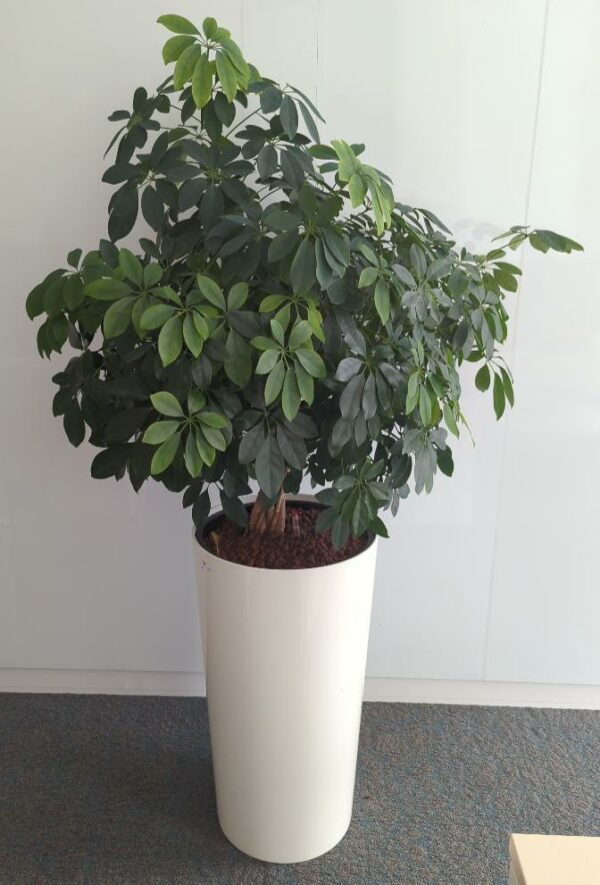 Plante naturelle dans un pot rond en plastique blanc. Dimension pot : 75 x 40 cm. Hauteur avec plante : 170 cm. Localisation : 5 ouest