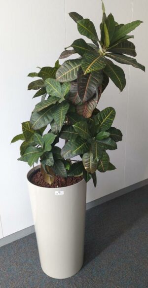 Plante naturelle dans un pot rond en plastique gris. Dimension pot : 75 x 40 cm. Hauteur avec plante : 170 cm. Localisation : 5 ouest