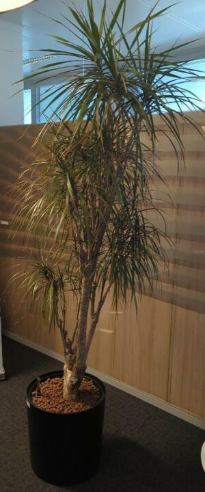 Plante naturelle dans un pot rond en plastique noir. Dimension pot : 40 x 40 cm. Hauteur avec plante : 200 cm. Localisation : 5 ouest