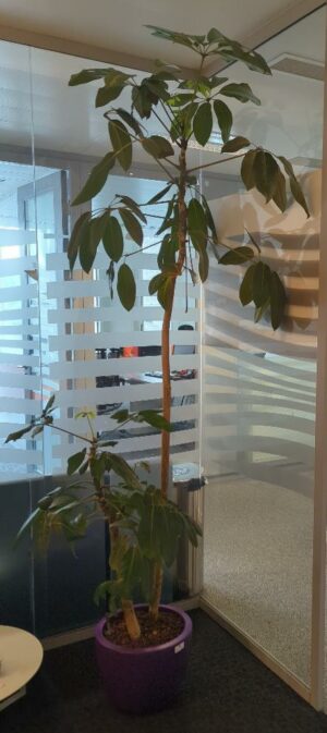 Plante naturelle dans un pot rond de marque Elho en plastique violet. Dimension pot : 30 x 38 cm. Hauteur avec plante : 260 cm. Localisation : 5 ouest