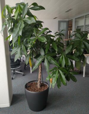 Plante naturelle dans un pot rond de marque Leschuza en plastique anthracite. Dimension pot : 47 x 49 cm. Hauteur avec plante : 190 cm. Localisation : 5 ouest