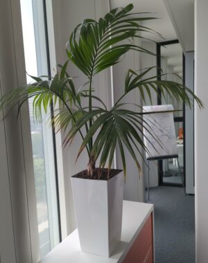 Plante naturelle dans un pot rectangulaire en plastique blanc. Dimension pot : 50 x 26 cm. Hauteur avec plante : 140 cm. Localisation : 5 ouest